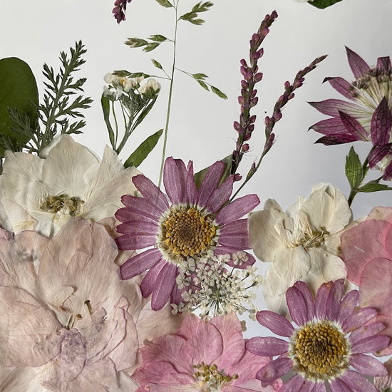 Soulad růžových duší