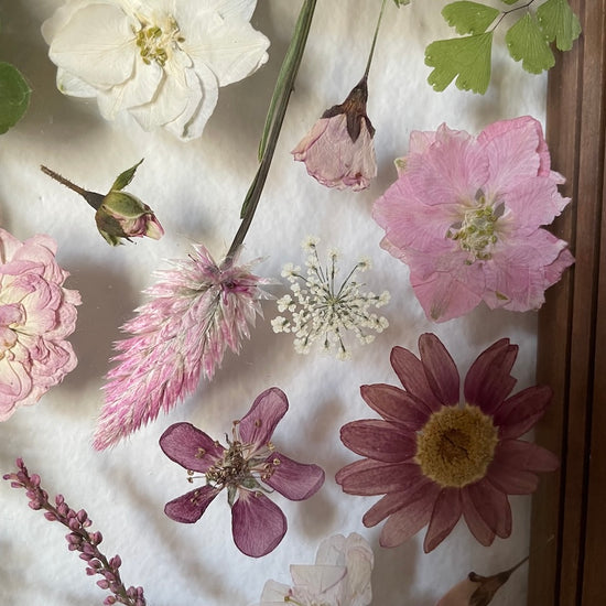 Střípky růženínu