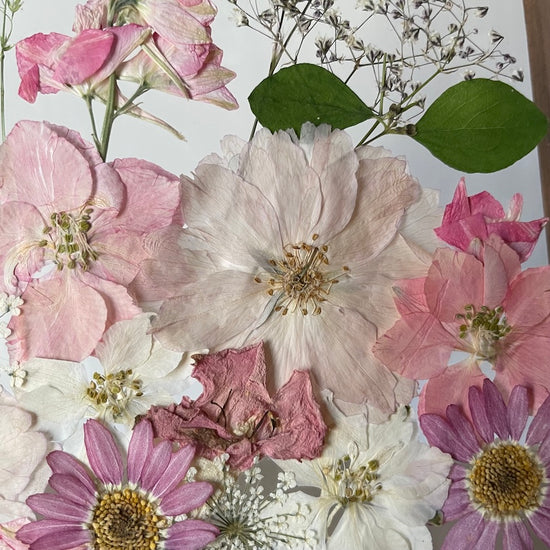 Zpěv růžových ptáčků