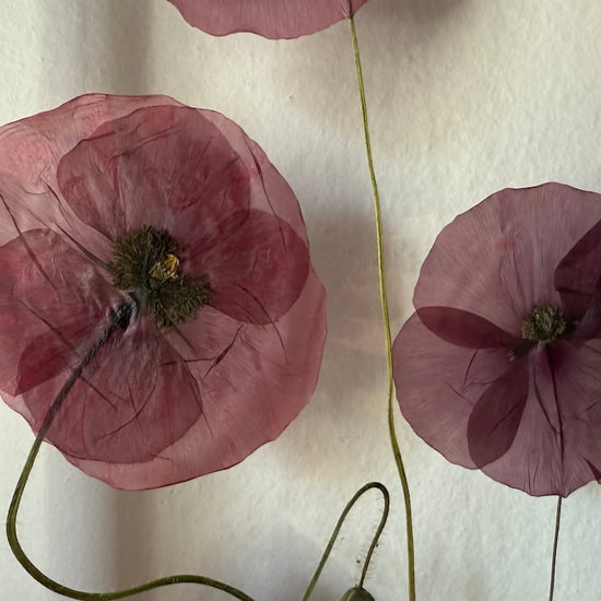 Kvítí z naší stráně