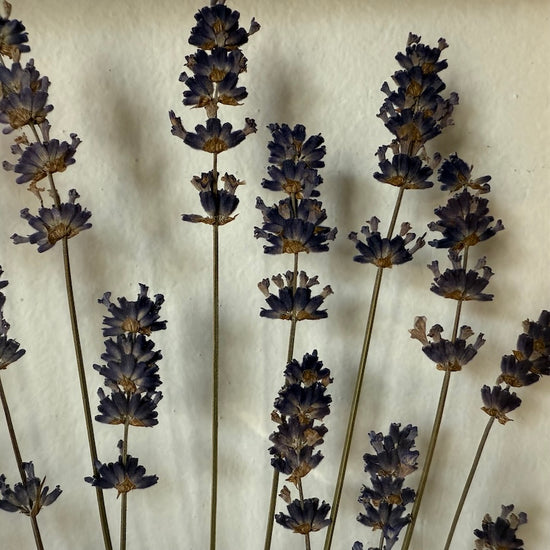 Levandulové snění