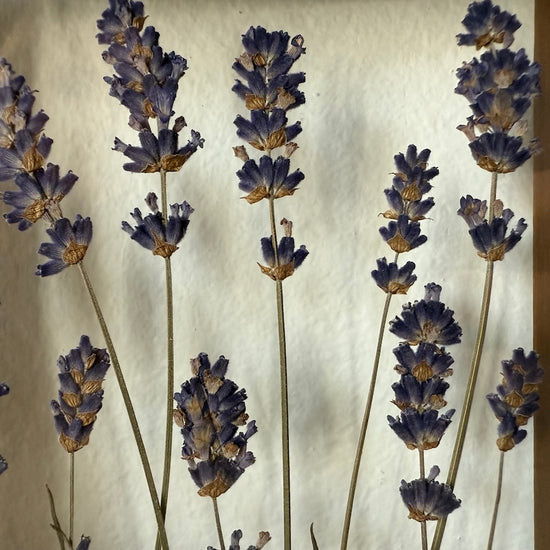 Voňavá náruč levandulí