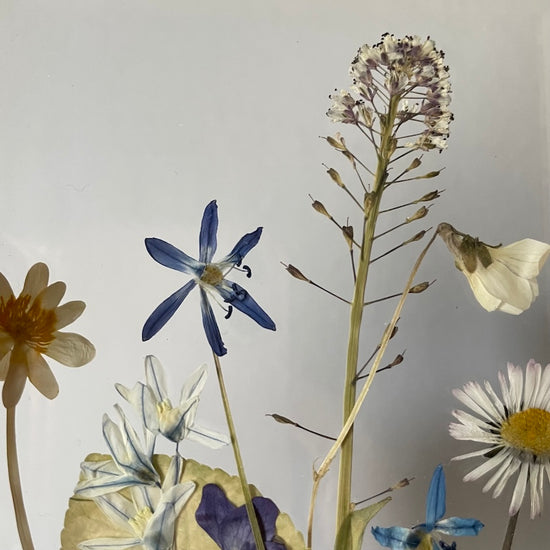 Malé luční potěšení