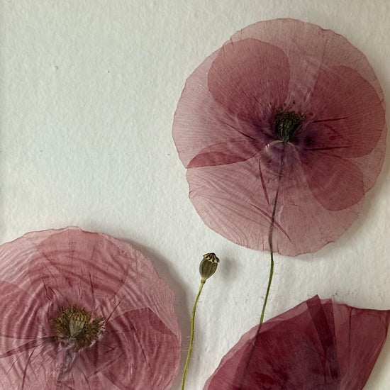 Šum makových křídel