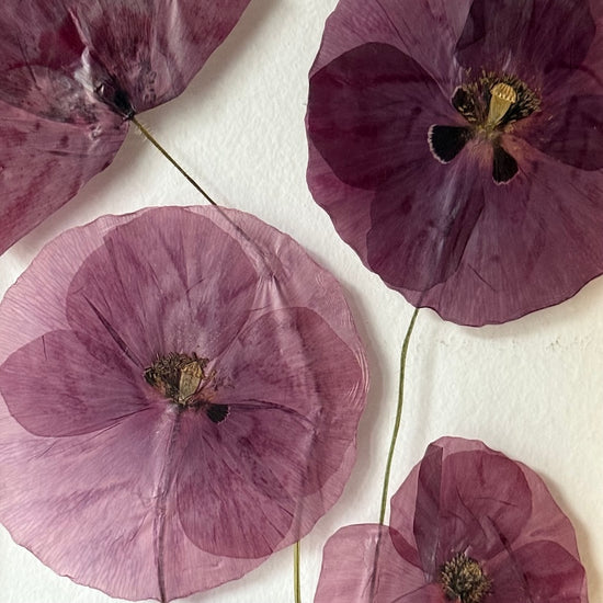 Na křídlech makových víl