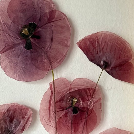 Červené makové okouzlení