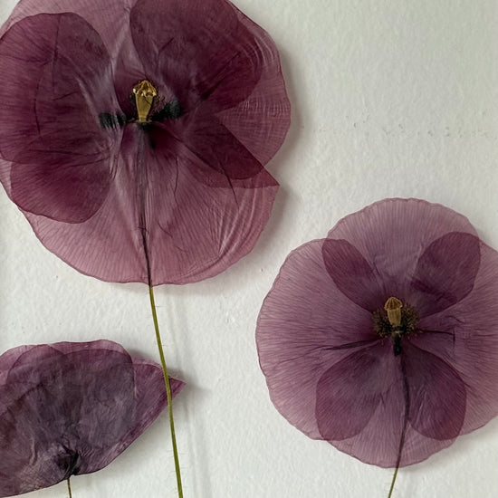 Na louce máky natrhané