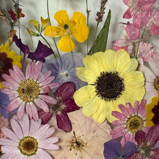 Květinky divoženky