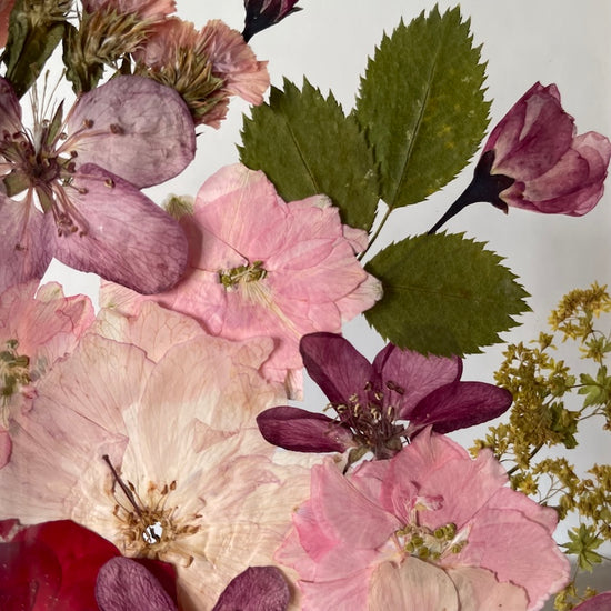 Když se stydí růžička