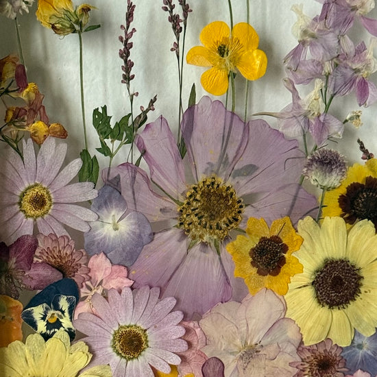 Tulení lučních krás