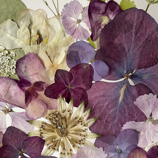 Křídla nočních motýlů