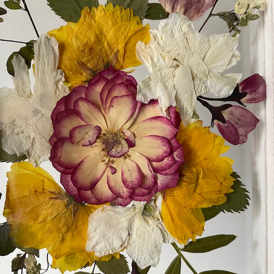 Růžička v odstínech jitra