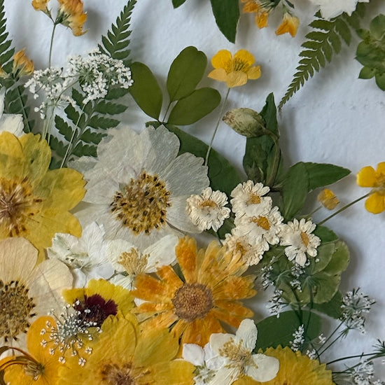 Mýtinkový slunný rozkvět