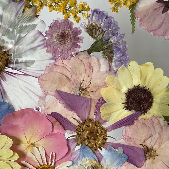 Radostníček pastelový