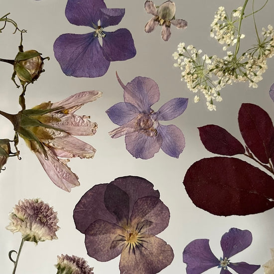 Procházka borůvčím