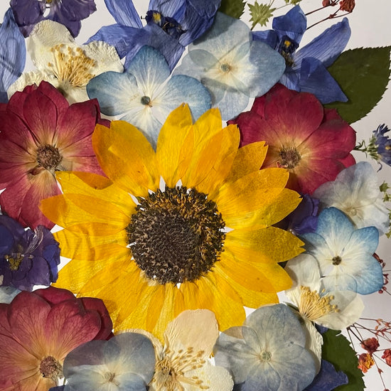 Jen ta jedna, slunečnice má