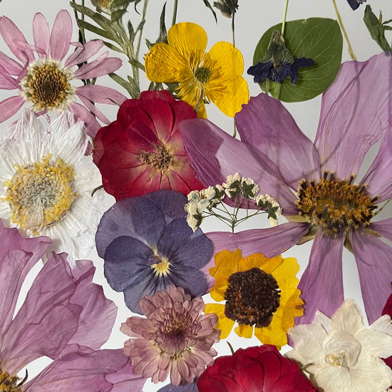 Čmeláčci na louce