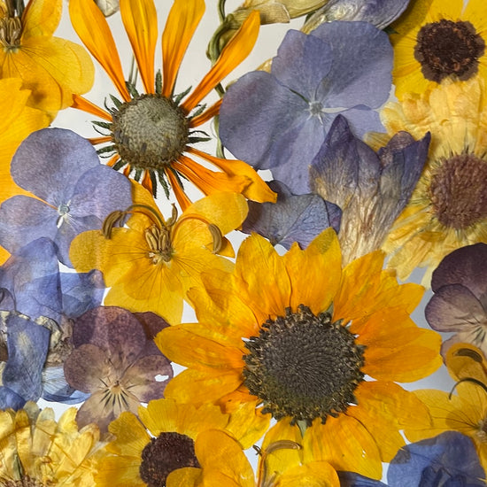 Louka odpoledního slunce