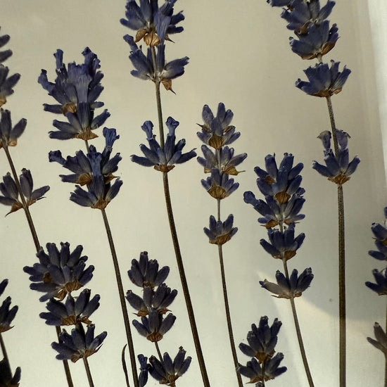 Malé levandulky pro radost