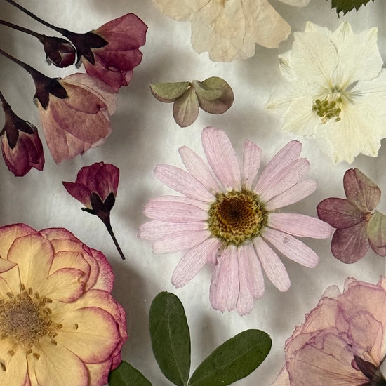 Třešňovými kvítky zapadáno