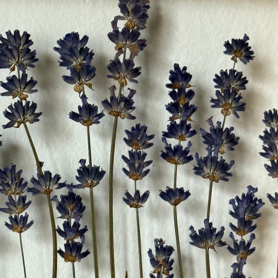 Levandule ze zahrádky