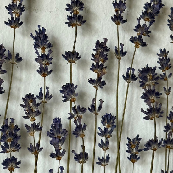 Křivoklátské levandulky