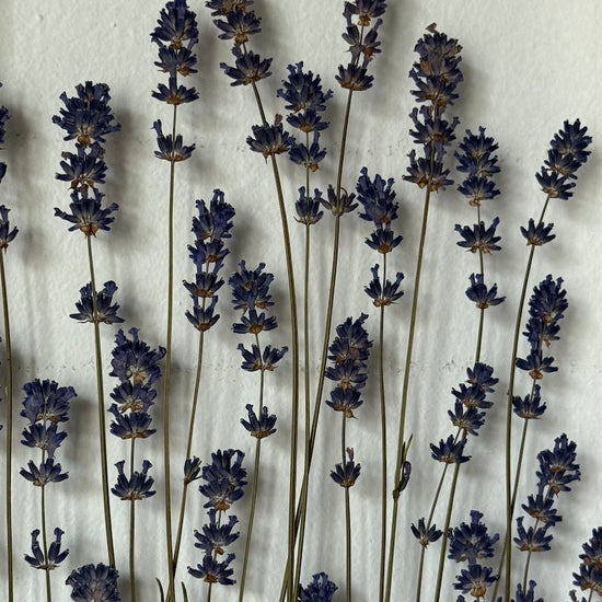 Bílá levandulová Provence