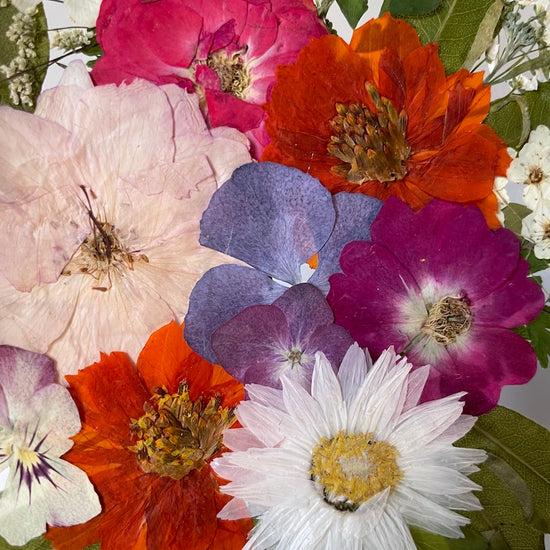 Pro bílou slaměnku