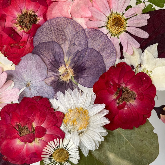 Kolem macešky se všechny točí