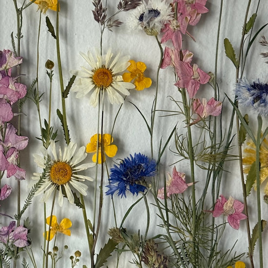 Jemné švitoření na lučním paloučku