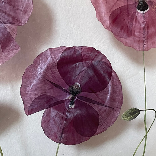 Za chaloupkou v květu