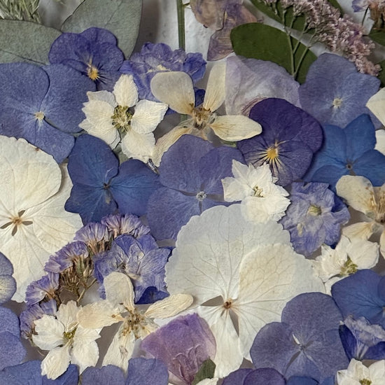 Přírodní fialové kouzlo