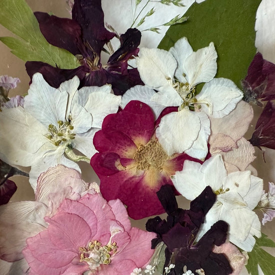 Jedinečná růžová ostrožka