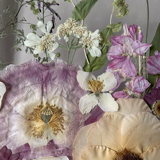 Za závojem zapomenuté zahrady