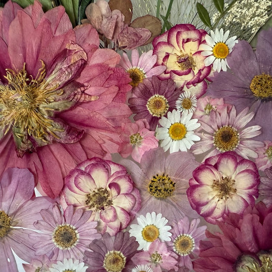 Sněženková loučka plná růžové