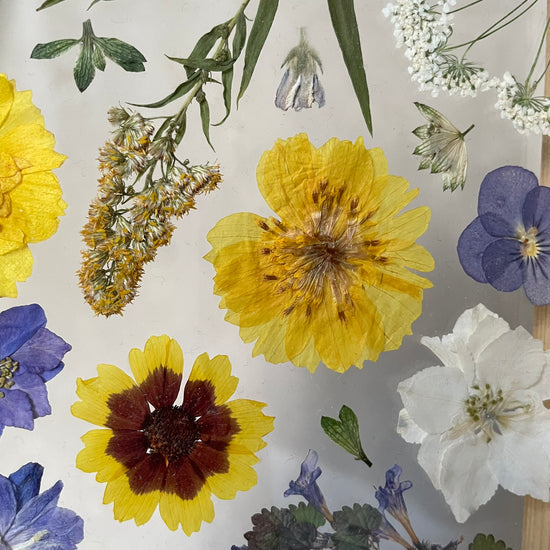 Souhra lučních květů