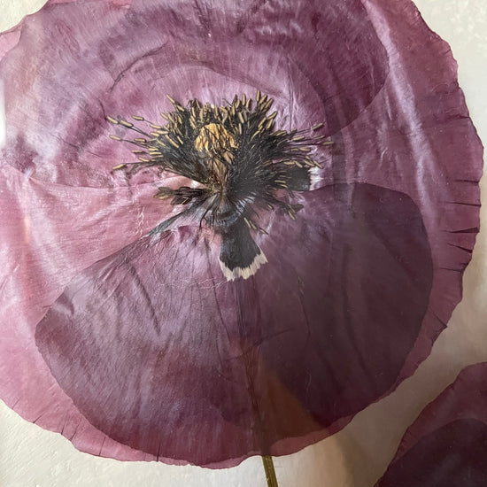 My tři, máci, jdeme k vám