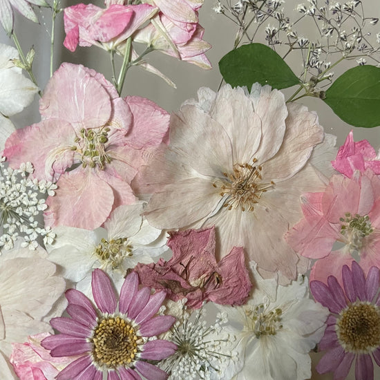 Zpěv růžových ptáčků