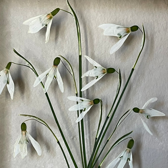 Vykvetlo pod sněhem