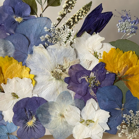 Pod sněhem vykvétá