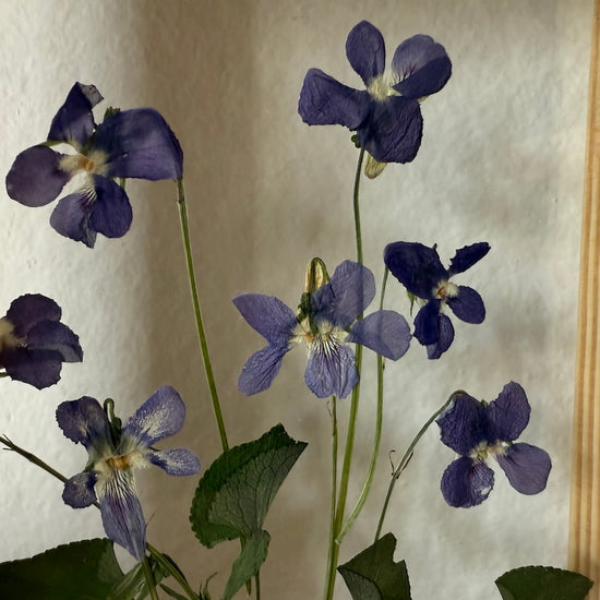 Fialkové potěšení