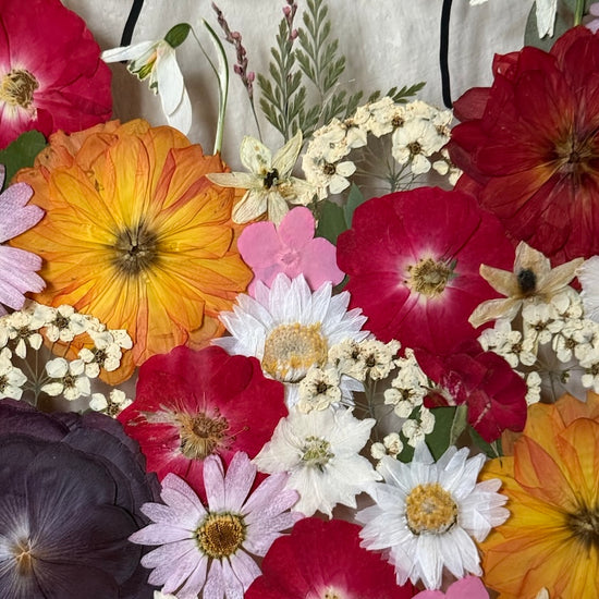 Za motýlkem rozkvetlou loukou