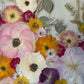 Cestou za sluncem