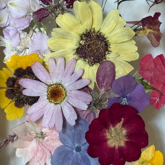 Jako do herbáře z říše snů