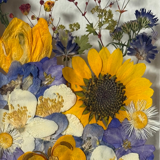 Slunečnice mezi kapkami deště