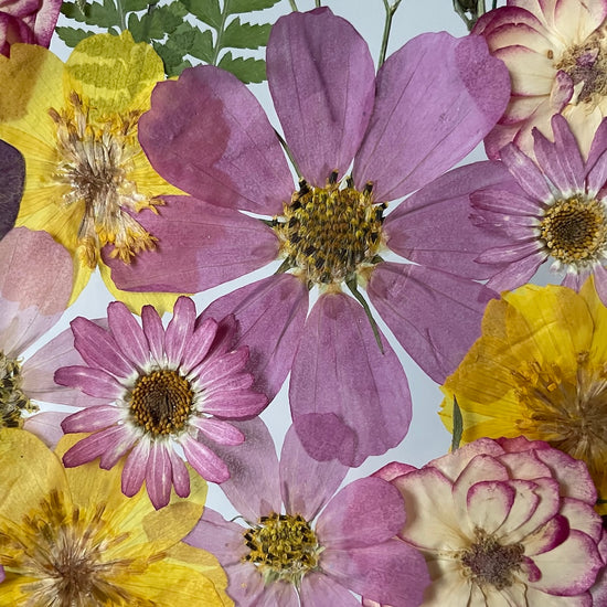 Trojbarevné trojkvětiní