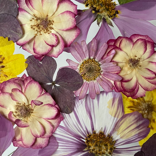 Prozářené fialovoučko