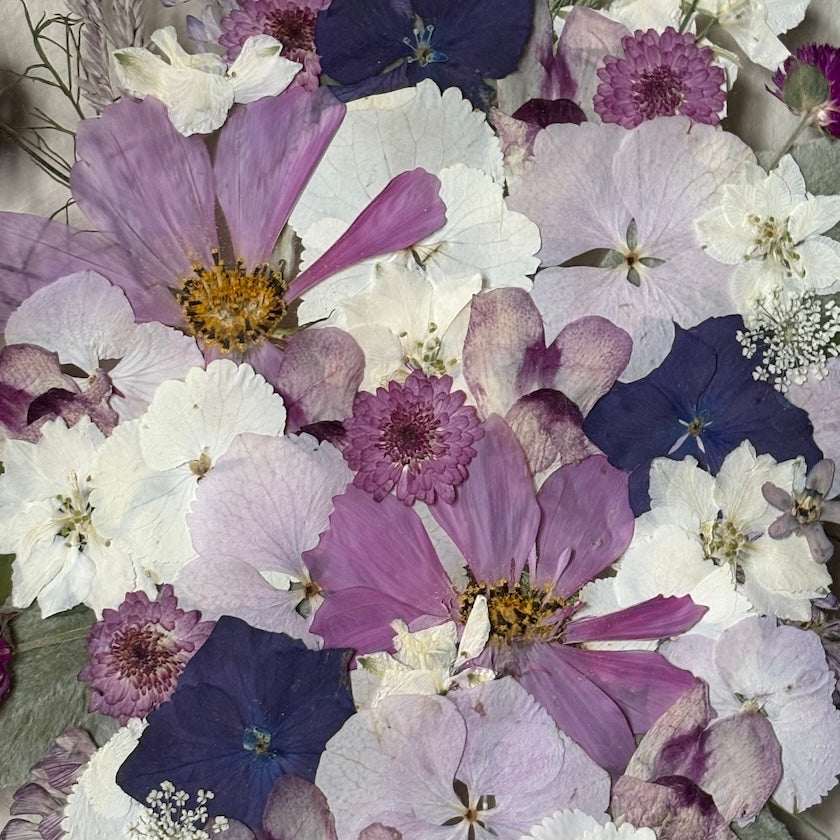 Půlnočnice