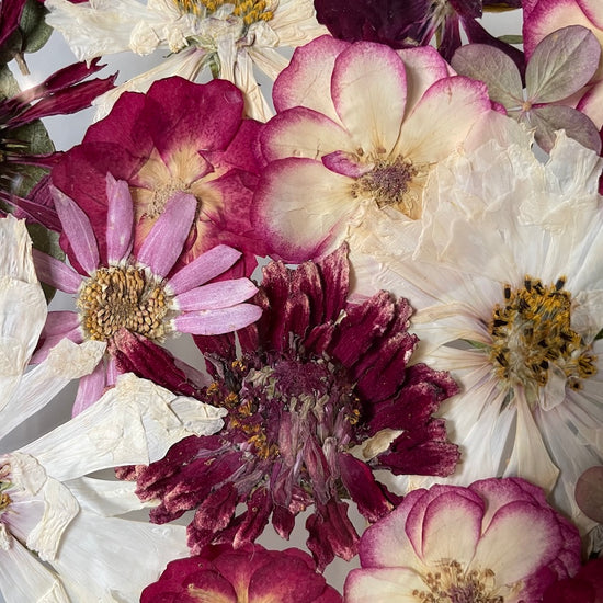 Podzimní sklízení jablíček v sadu