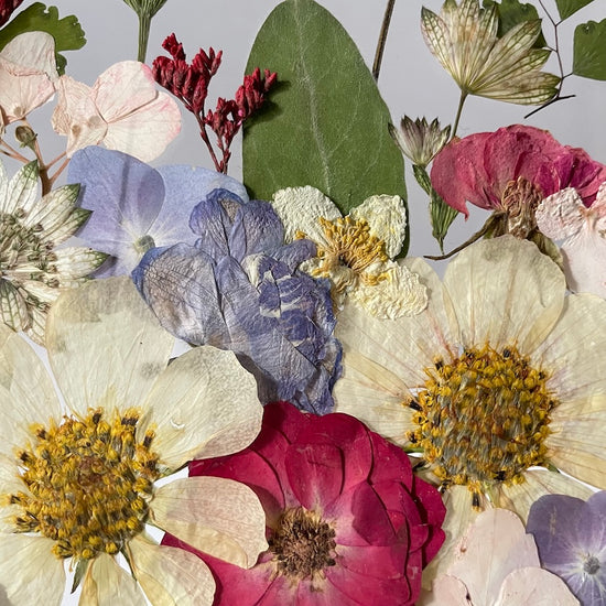 Maličkatý pralesníček